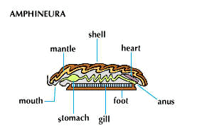 Aculifera