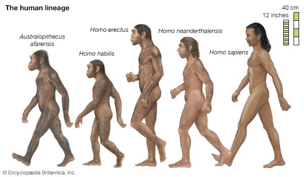 人类起源