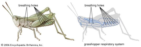 呼吸系统:蚱蜢呼吸系统
