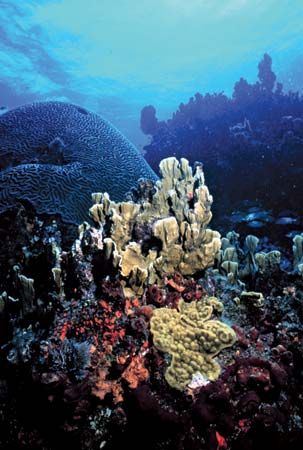 佛罗里达珊瑚礁: