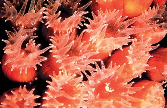 星珊瑚