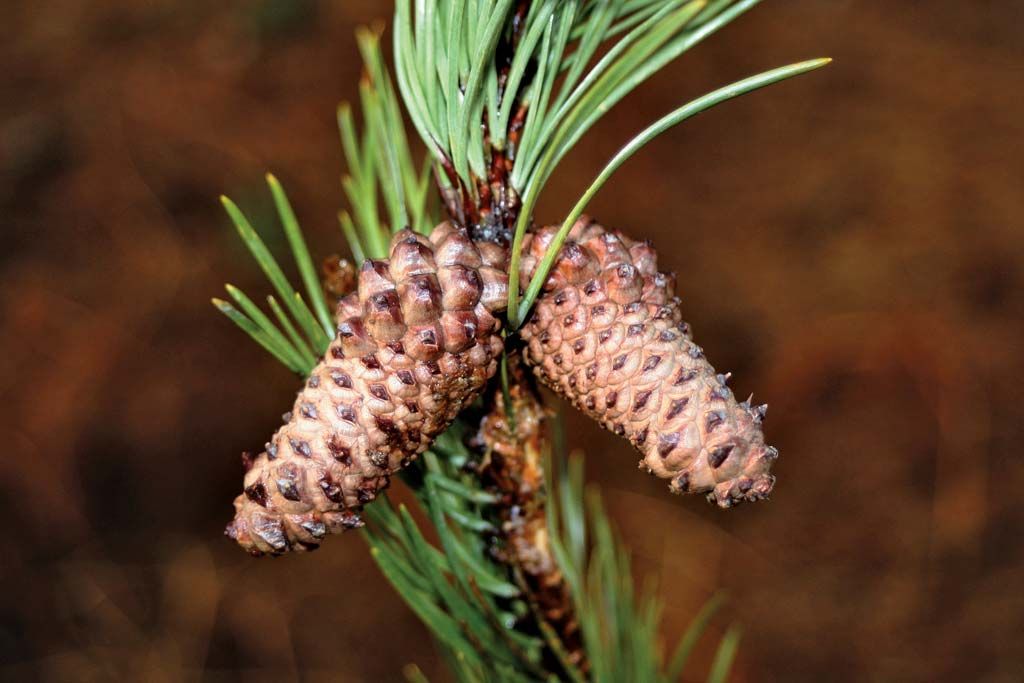 The 7 Best Pinecones (Really!)